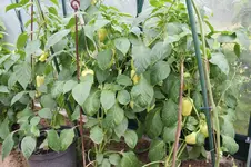 zuviel paprika1.webp