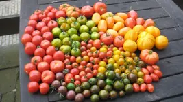 Ausbeute 2011 010.webp