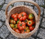 tomatenernte_15_8_11.jpg