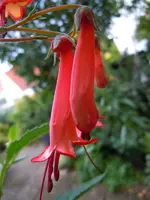 Kapfuchsie089.webp