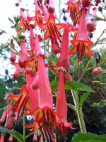 Kapfuchsie091.webp