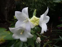 Ballonblume056.webp