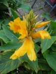 Canna059.JPG