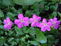 Reiherschnabel062.webp