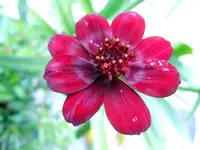 Schokoladenblume097.webp