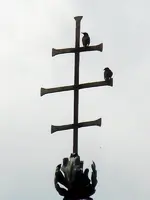 StareKrähe15-08-2011-022.webp