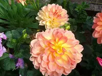 ALIM3313.webp