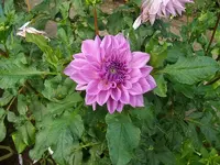 ALIM3327.webp