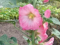 ALIM3306.webp