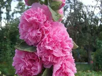 ALIM3308.webp
