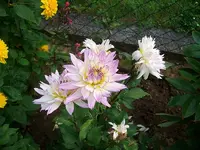ALIM3329.webp