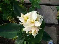 ALIM3311.webp