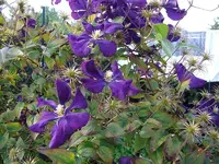 ALIM3326.webp