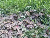 Unkraut (1).webp