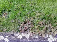 Unkraut (3).webp