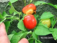 BILD0155.webp