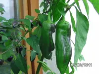 BILD0156.webp