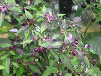 BILD0159.webp