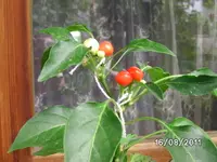 BILD0161.webp