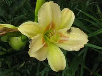IMG_heavenly heavyland1_1067x800.webp