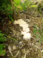 DSCF1142.webp