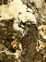 DSCF1143.webp