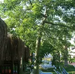baummitstacheln.webp