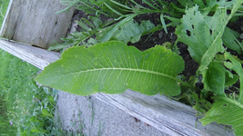 DSCF8898.webp
