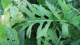 DSCF8905.webp