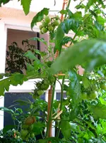 IMG_2207.webp