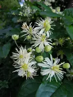 Clematis066.webp
