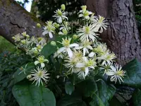 Clematis069.webp