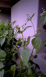 IMAG0442.webp