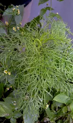 IMAG0443.webp