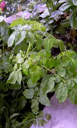 IMAG0444.webp