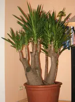 Yucca k.webp