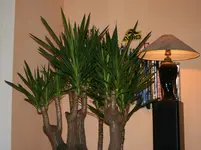Yucca Krone k.webp