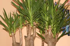 Yucca Palme k.webp