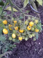 birnenförmige tomate im freien.webp