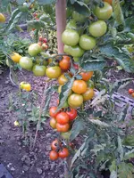kirschtomate im freien.webp