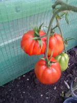 it. tomate im th.webp