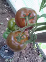 kumato im th.webp