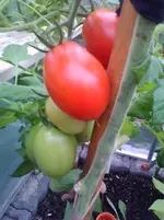 WP_000254.webp