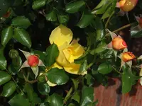 DSCF4210.webp