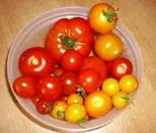 Ernte17082011.webp