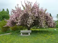 BaumWerda.webp