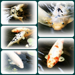 Collage.webp