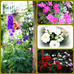 Blumen Collage.webp