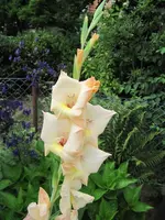 004.webp