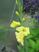 005.webp